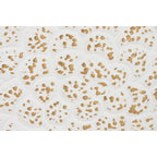 V2H4BCF11B20662941EE1D48456A7081A89R7429694P3